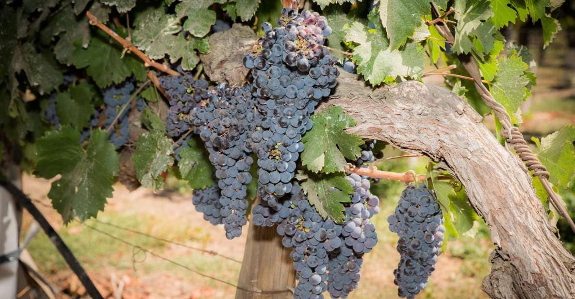 Santa Rita: Ultra Premium Wine Tasting, Tour and Transport - Activity Details