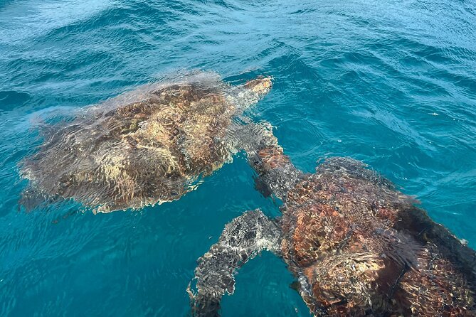 São Vicente: Private Snorkel Experience With Sea Turtle - Tour Expectations and Additional Information