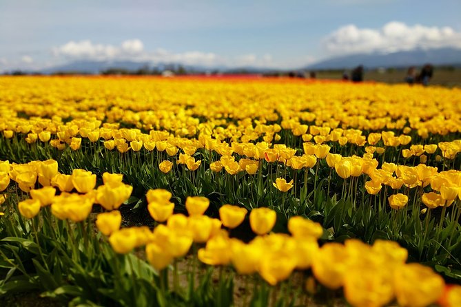 Skagit Valley Tulip Festival and Deception Pass - Private Luxury Day Tour  - Seattle - Good To Know