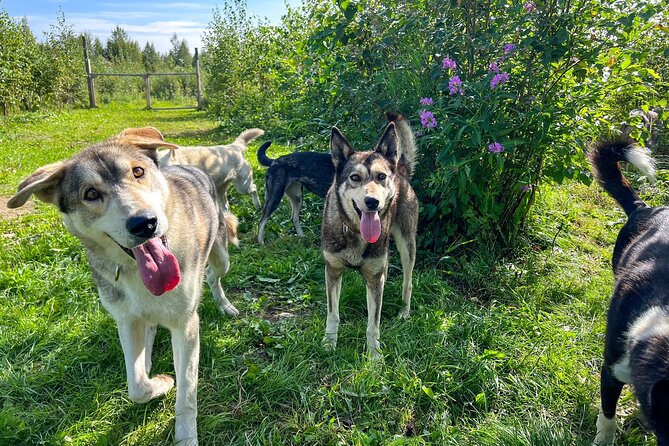 Sled Dog Kennel Tour - Additional Information