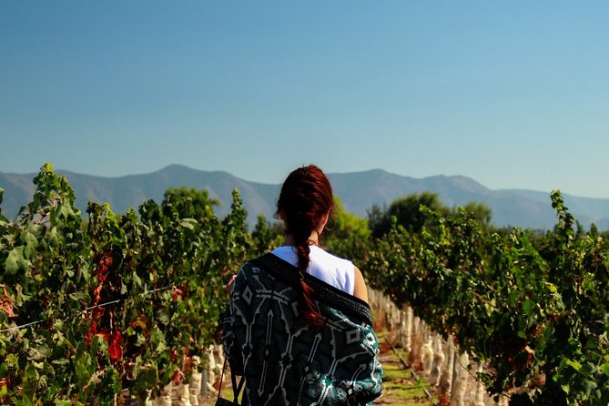 Small Group Tour at Undurraga Vineyard: A Must-Visit - Booking Information
