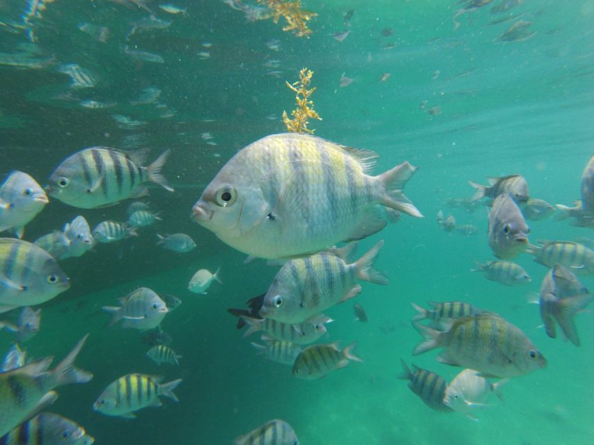 Speedboat Tour to the Paradise Islands of Angra Dos Reis - Tour Details