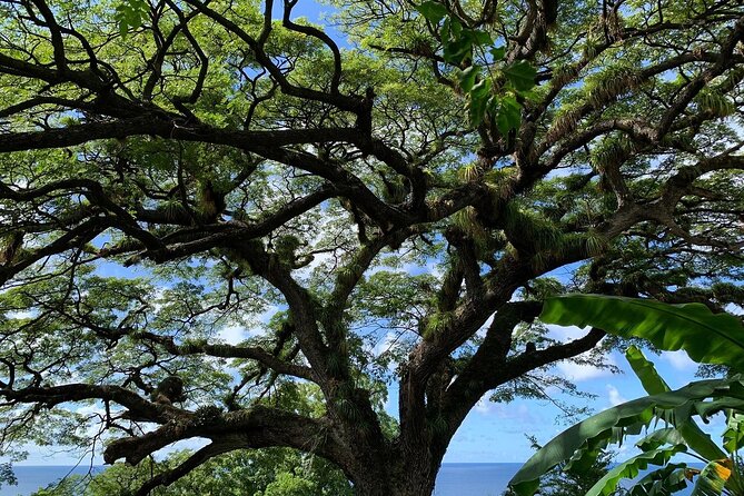 St. Kitts Rainforest Tour - Reviews