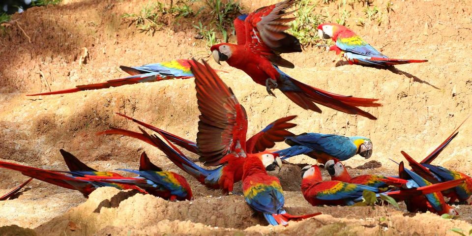 Tambopata: Cayman Safari Macaw Clay Lick 2-Days - Activity Details