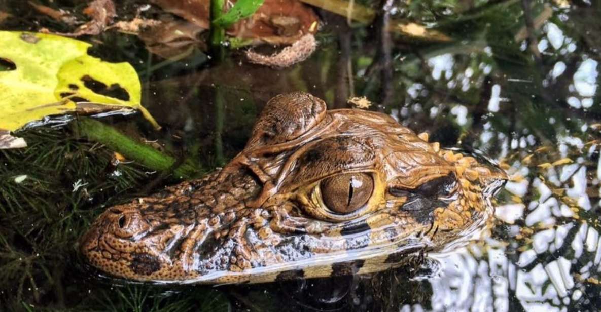 Tambopata: Lake Sandoval and Cayman Safari 2-days - Day 1 Highlights