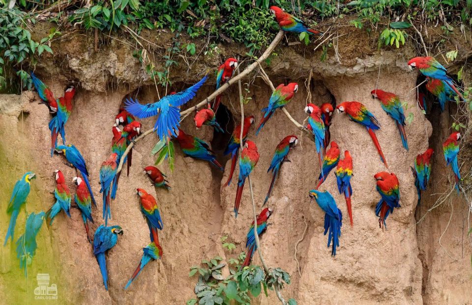 Tambopata Macaw Claylick & Andoval Lake 3 Days/2 Nights - Highlights of the Tour