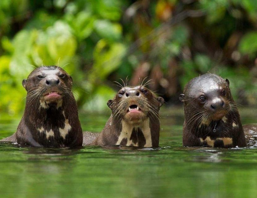 Tambopata: Mashiguenga Family Tambopata Reserve 5-Days - Activity Details