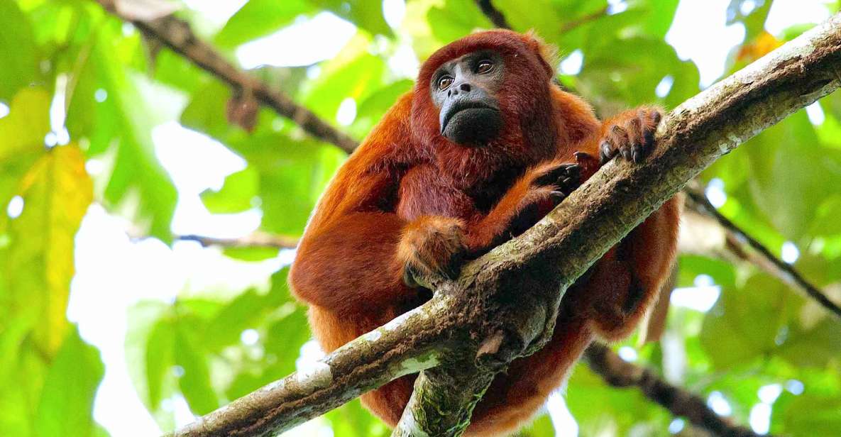 Tambopata: Multi-Day Amazon Rainforest Tour With Local Guide - Tour Duration and Availability