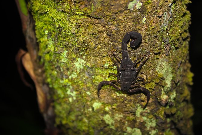 Thrilling Amazon Survival Tour Awaits - Tour Highlights and Itinerary