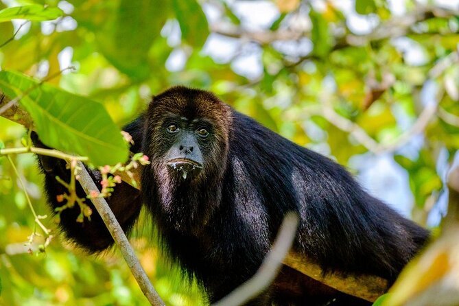 Thrilling Zipline Adventure Through Baboon Sanctuary - Tour Highlights