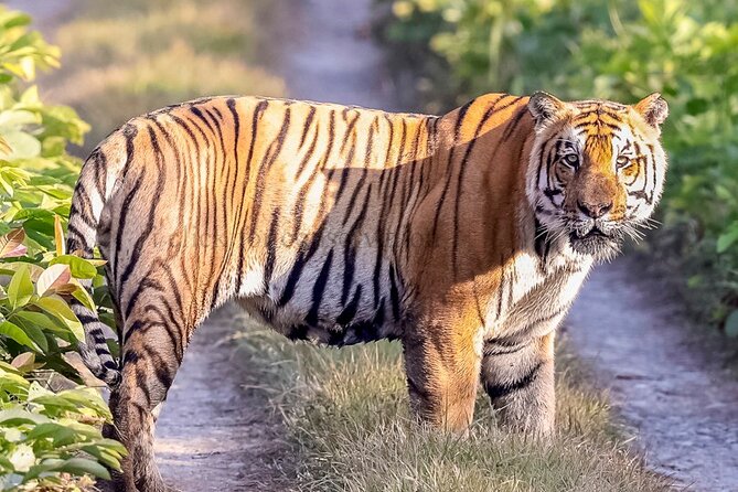 Tiger Tracking Nepal (Chitwan National Park) - Inclusions for Tiger Tracking Nepal