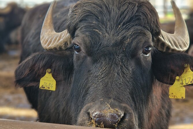 Tour of the Temples of Paestum and the Buffalo Mozzarella Farm - Tour Highlights