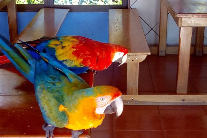 Tour to the Curricancha Reserve in Monteverde, a Paradise for Birdwatchers From San José - Curricancha Reserve Overview