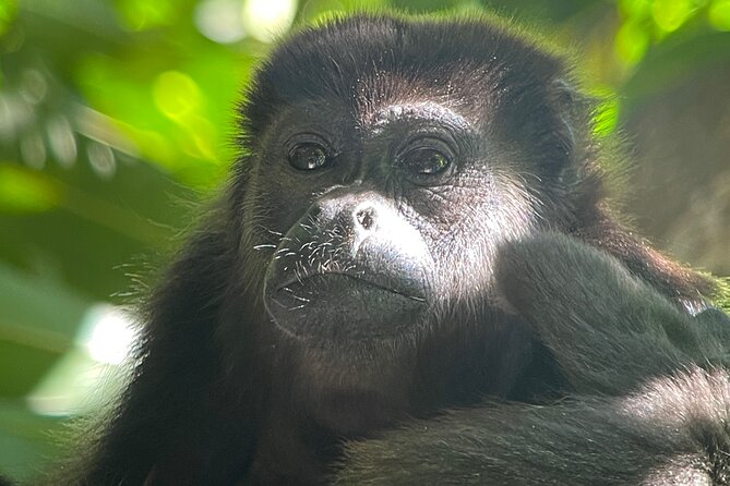 Ultimate Adventure in Corcovado Jungle: Sirena Expedition - Tour Overview