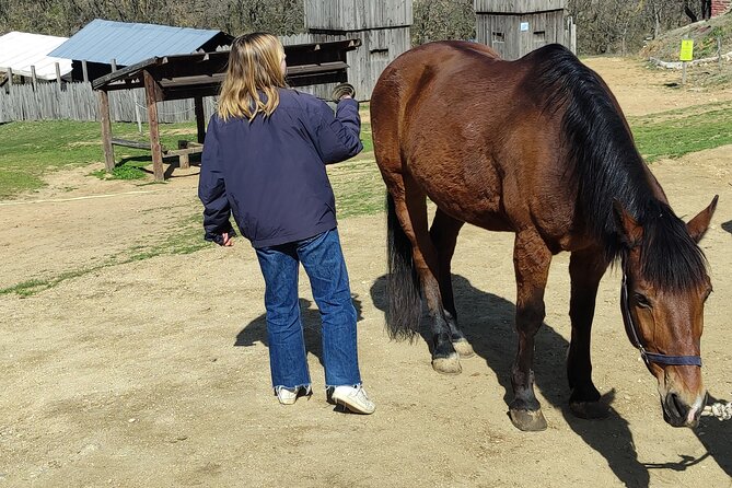 Visit a Farm and Horseback Riding in Nature - Overview and Booking Details
