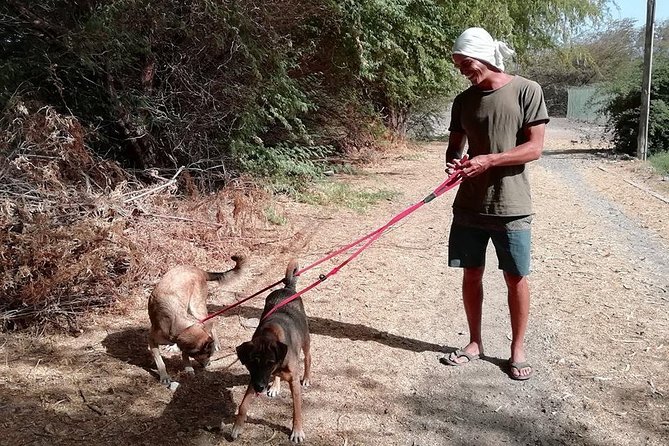 Volunteering With Animals in Sao Vicente! - Requirements for Volunteering