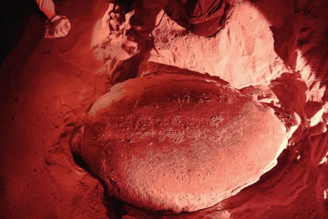 Watch Turtles Lay Their Eggs - Tips for Observing Turtles in Their Natural Habitat