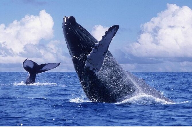 Whale Watching City Tour Cayo Levantado W/ Lunch Transport - Duration and Meeting Point
