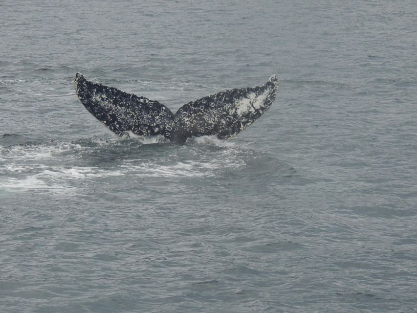 Whales, Penguins & Glaciers Navigation From Punta Arenas - Good To Know