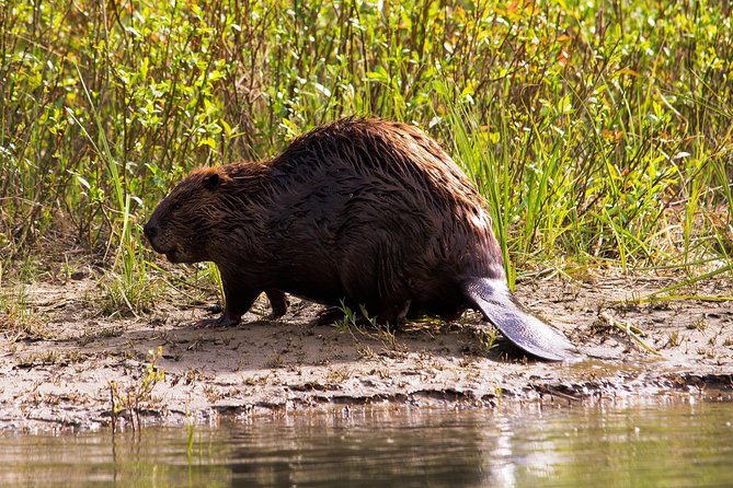 Wildlife on the Bow Canoe Tour - Cancellation Policy and Weather Considerations