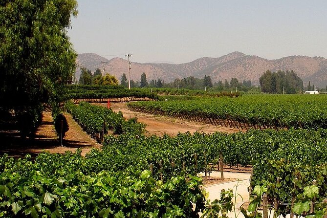Wine Lovers' Dream: Concha Y Toro Expedition - Tour Highlights
