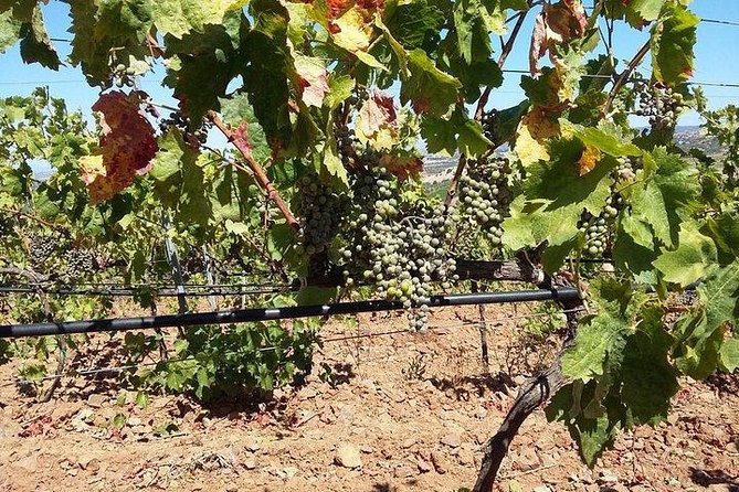 Wine Tour Aroud Vineyards of Cagliari - Inclusions and Services Provided