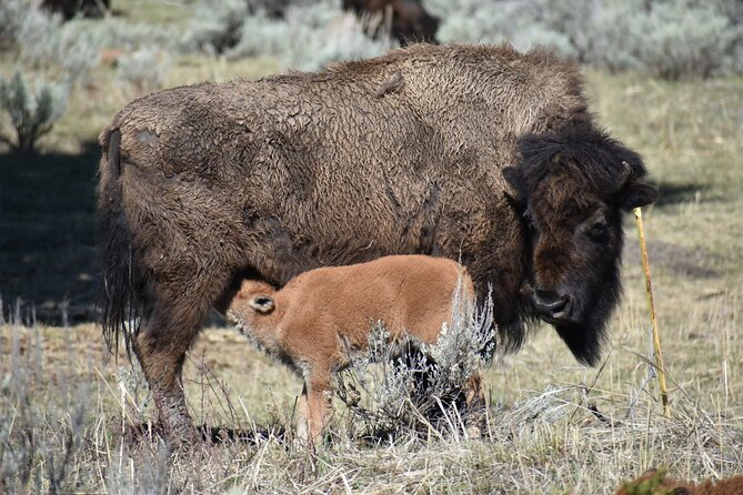 Yellowstone Western Tours - Group Option - Tour Overview