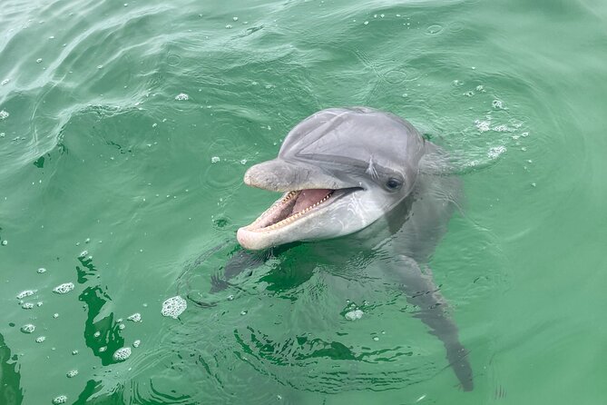 2 Hour Dolphin and Sightseeing Tour in Panama City Beach, Fl - Good To Know