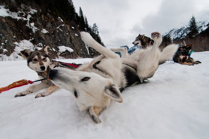 1.5 Hr - Winter Dog Sledding in Knik, Alaska - Experience Details