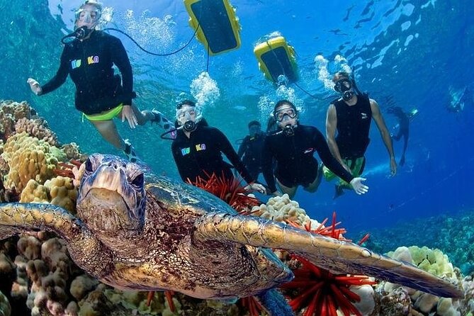3hr Koa Kai Molokini Snorkel & Whale Watch Adventure