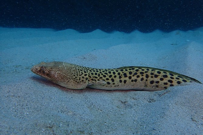 Advanced PADI Diving Course - Requirements and Restrictions