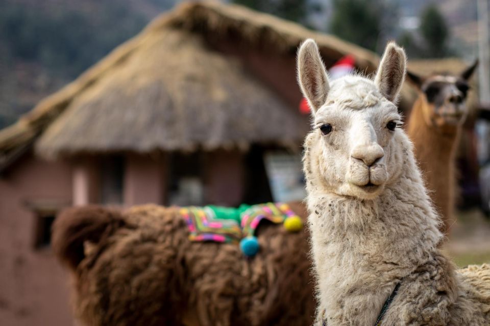 Alpaca Therapy and Artisanal Creativity - Tour Itinerary and Experience