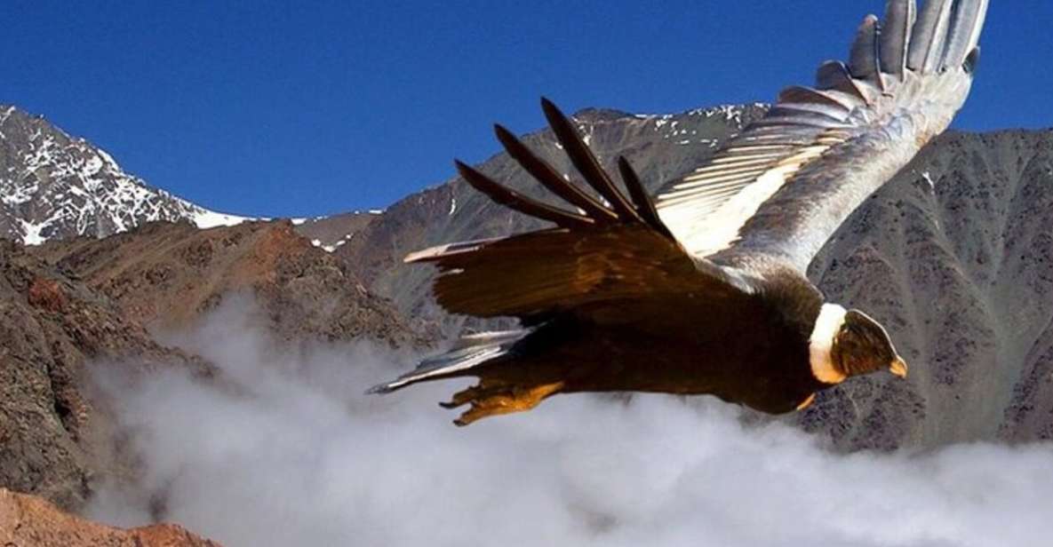 Andes Half-Day Private Tour With Wine and Cheese Tasting - Booking and Cancellation Policy