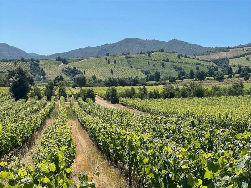 Apiculture and Vineyard Experience in Valparaiso - Tour Highlights