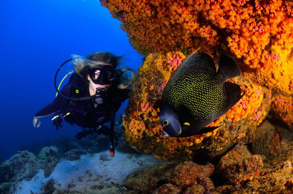 Arraial Do Cabo: Scuba Diving Experience - Experience Highlights