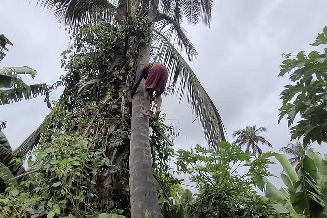 Banana Plantation / Black Sand Beach Experience - Lowest Price Guarantee