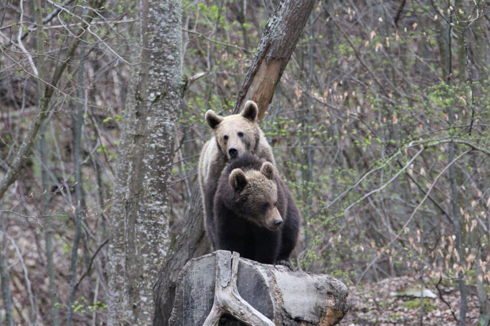 Bear Watching in the Wild Brasov - Experience Highlights