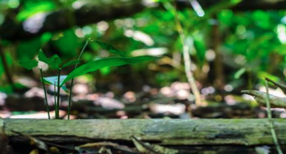 Belém: Half-Day Furos Boat Tour & Riverside Community Visit - Good To Know