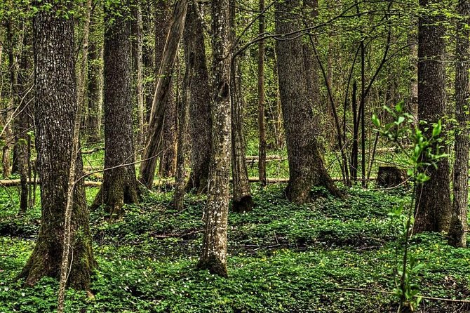 Bialowieza National Park Small Group Tour From Warsaw With Lunch Included - Duration and Pickup Information