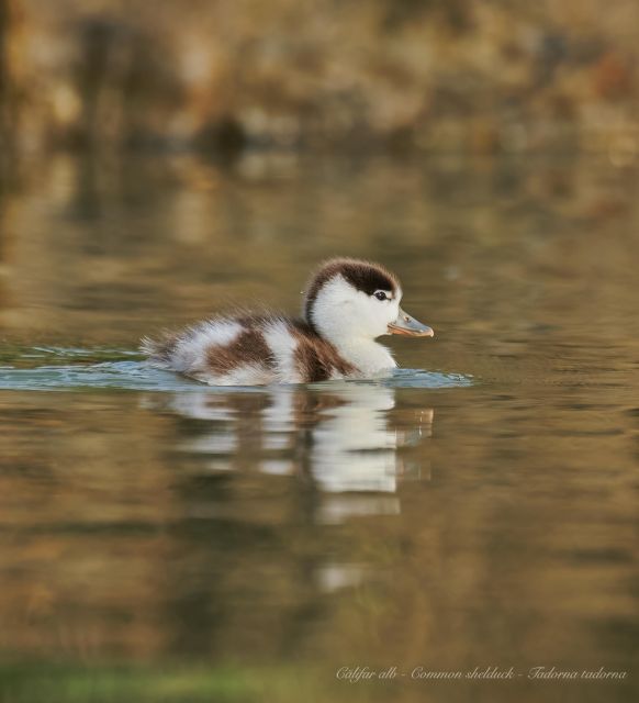 Bird Watching and Photography Private Tour Near Constanta - Tour Highlights and Bird Species
