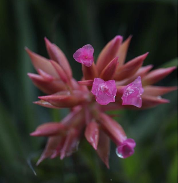 Birdtour Onça Cachoeira - Experience Highlights