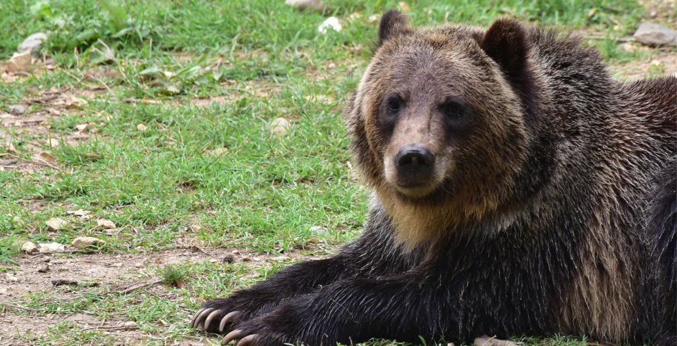 Bran: Private Guided Tour Dracula's Castle & Bear Sanctuary - Good To Know