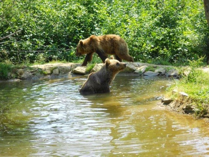 Brasov: Craiuli Mountains Hike & Bear Sanctuary Private Trip - Experience Highlights