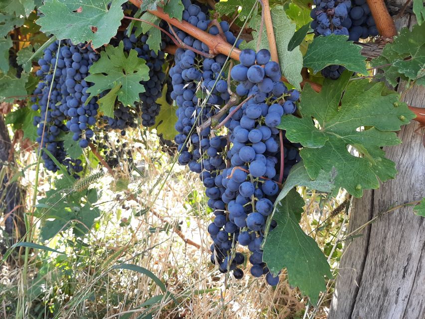 Bucharest: Wine Tasting, Bellu Mansion, and Thracian Tombs - Experience Highlights