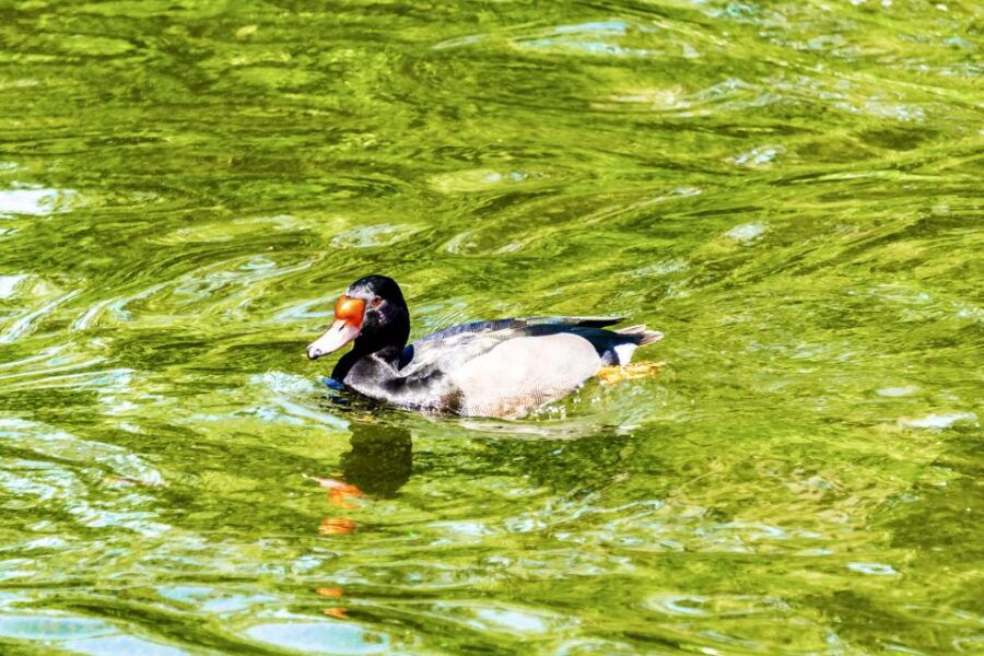 Buenos Aires: Bioparque Temaiken With Transfers - Good To Know