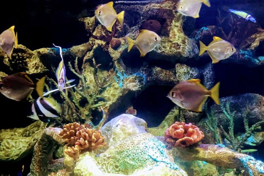 Buenos Aires: Temaiken Biopark Official Tickets - Experience Highlights