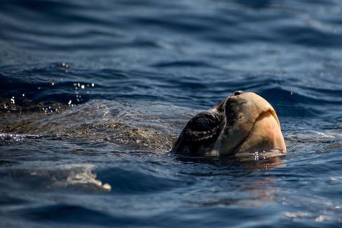 Cabo Wildlife SAFARI - Common Questions