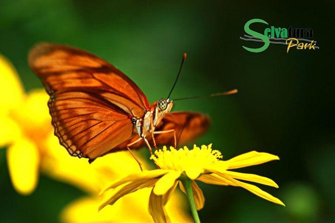 Canopy Zipline & Butterflies From Monteverde - Tour Highlights