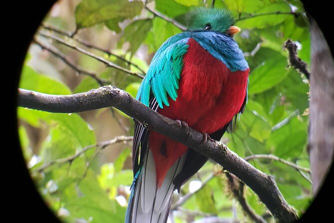 Captivating Monteverde Nature Walk Awaits You - Reviews and Ratings Breakdown
