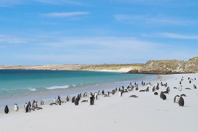 City Tour With Penguin Encounter: Unforgettable Experience - Reviews and Ratings